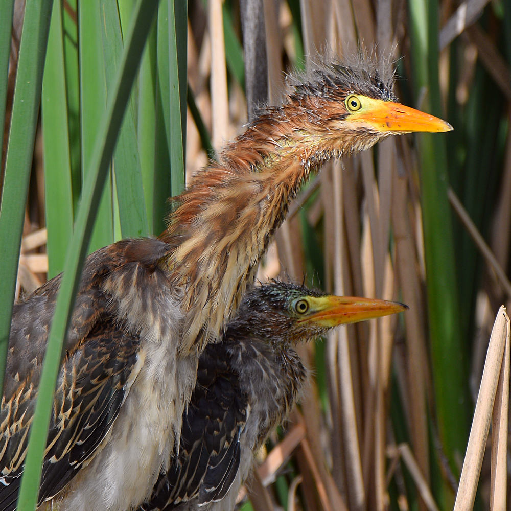 GreenHeron7.jpg