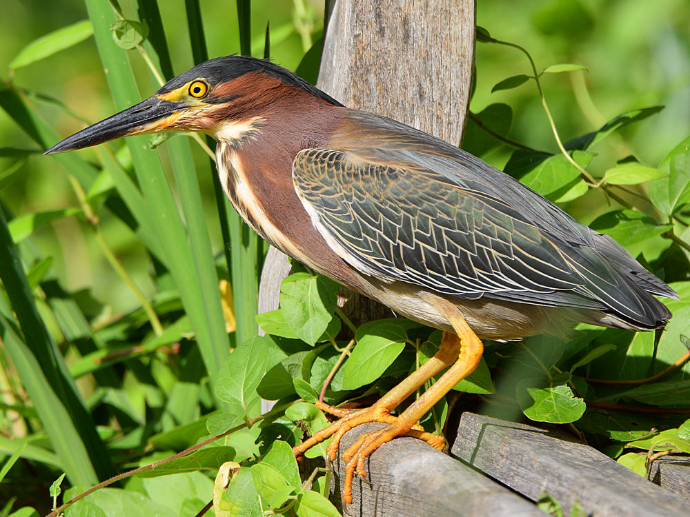 GreenHeron7.jpg