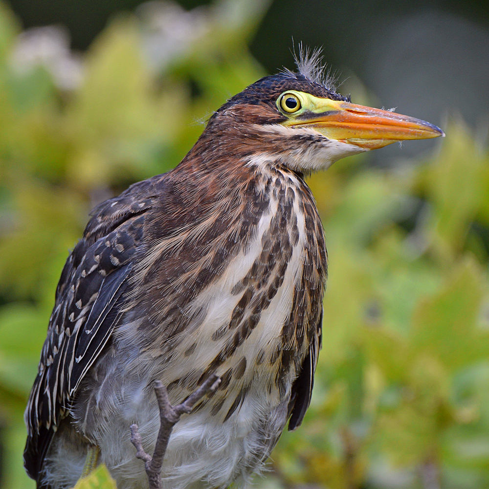 GreenHeron7.jpg