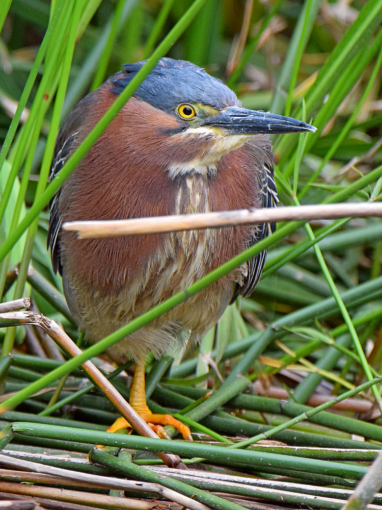 GreenHeron7.jpg
