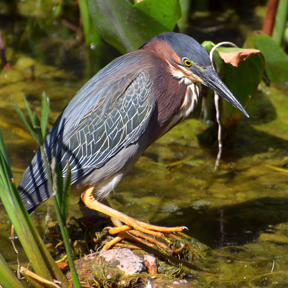 GreenHeron7.jpg