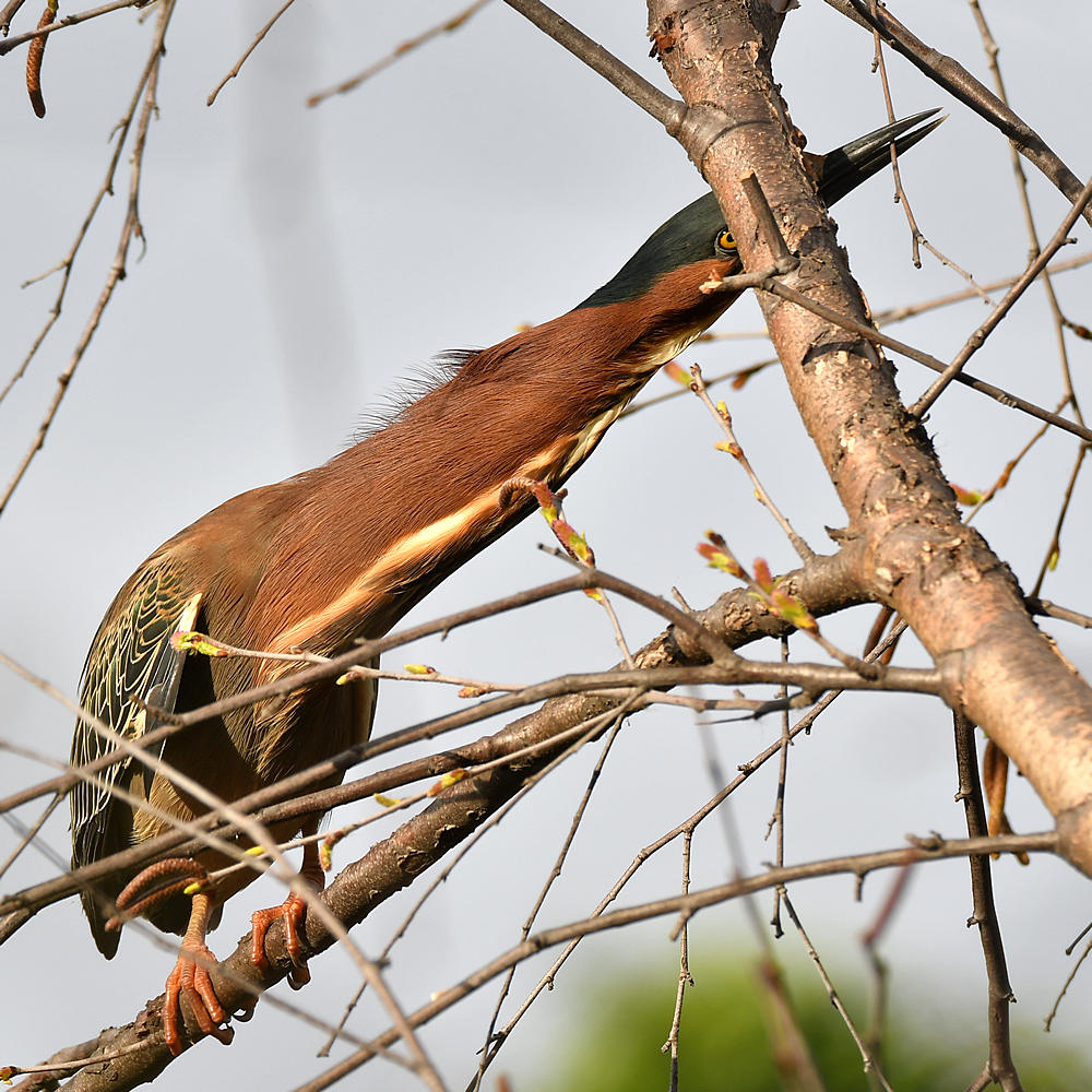 GreenHeron7.jpg