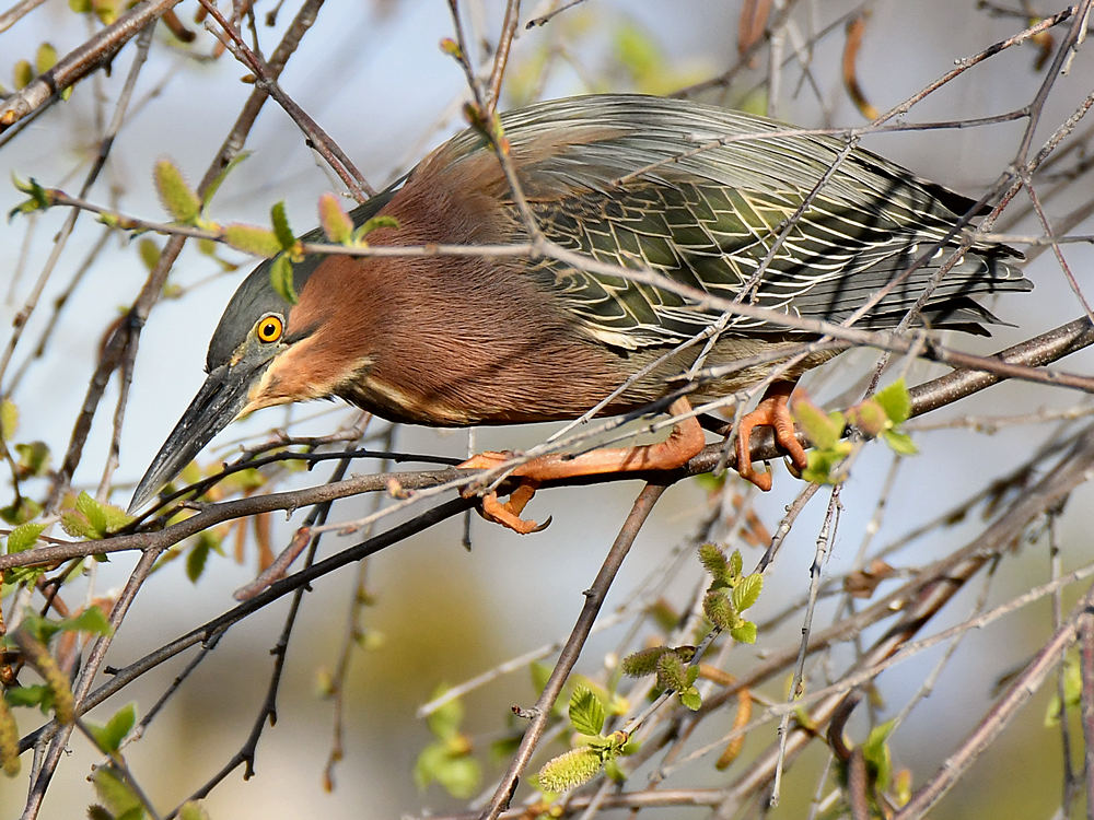 GreenHeron7.jpg