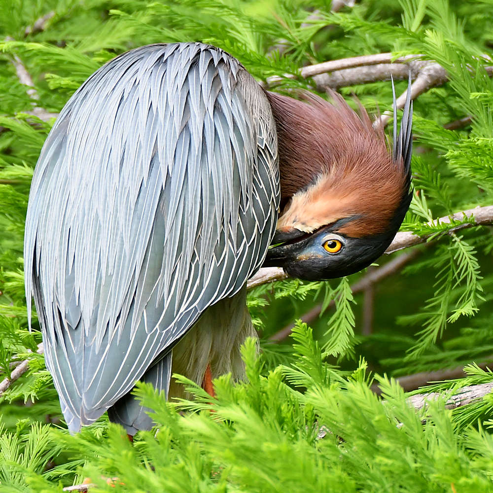 GreenHeron7.jpg