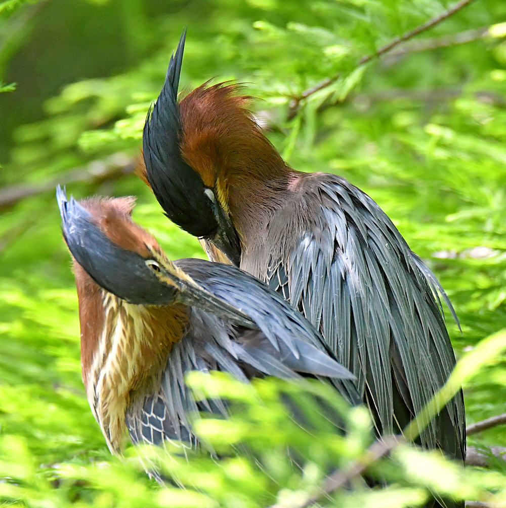 GreenHeron7.jpg