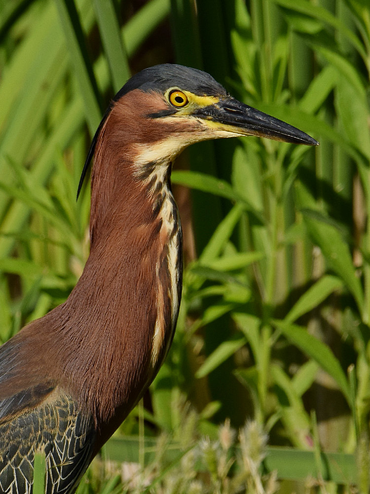 GreenHeron7.jpg