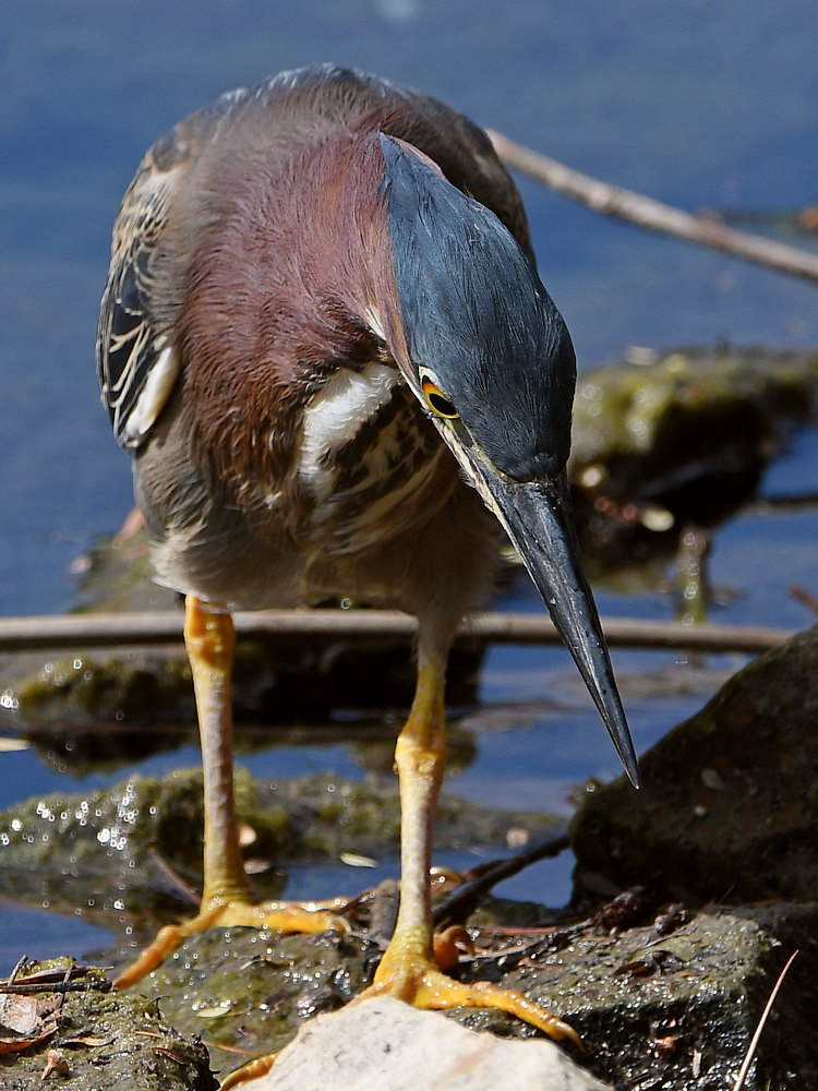 GreenHeron7.jpg