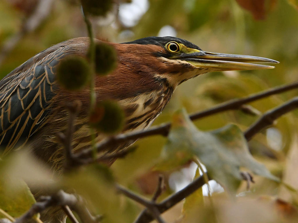 GreenHeron7.jpg