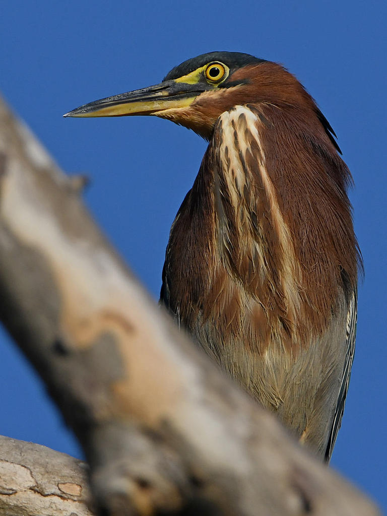 GreenHeron7.jpg
