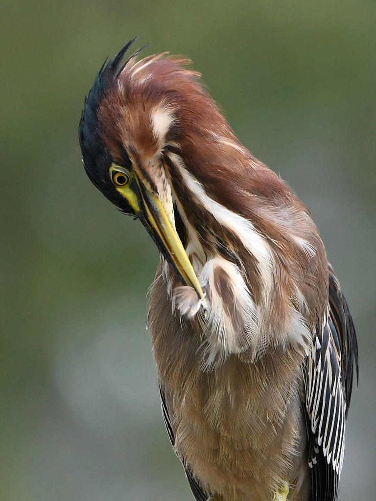 GreenHeron7.jpg