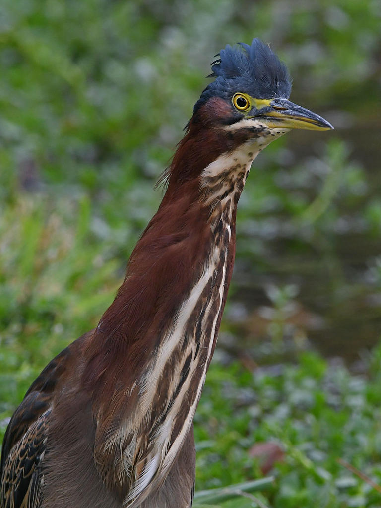 GreenHeron7.jpg