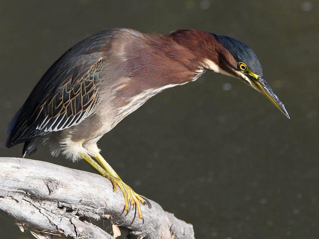 GreenHeron7.jpg
