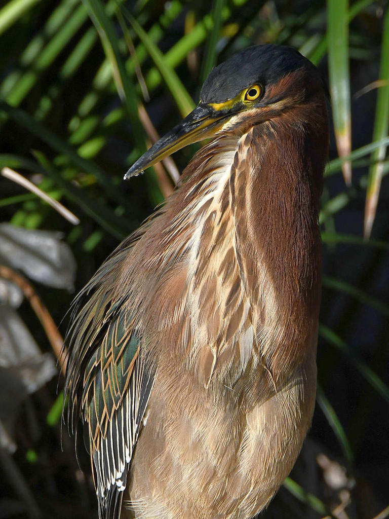GreenHeron7.jpg