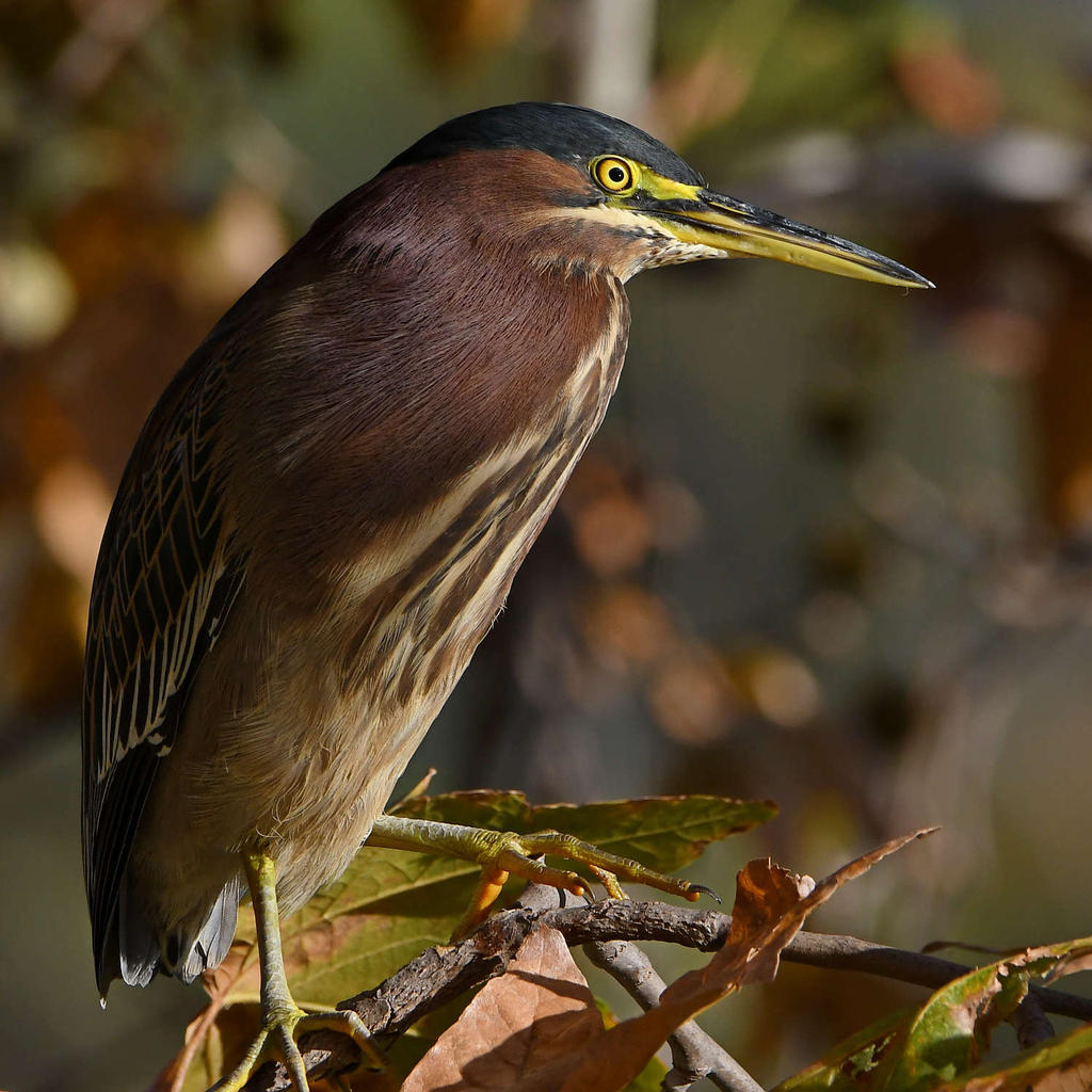 GreenHeron7.jpg