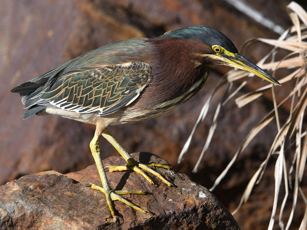 GreenHeron7.jpg