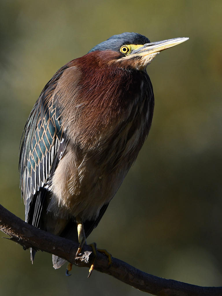 GreenHeron7.jpg