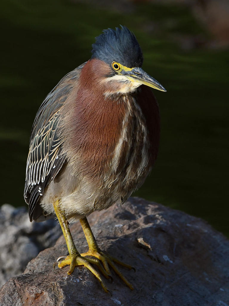 GreenHeron7.jpg