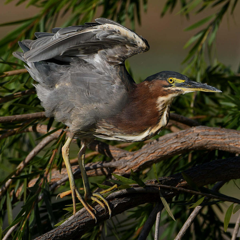 GreenHeron7.jpg
