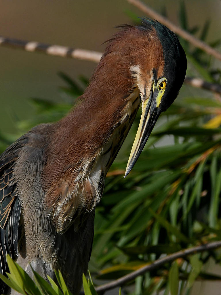 GreenHeron7.jpg