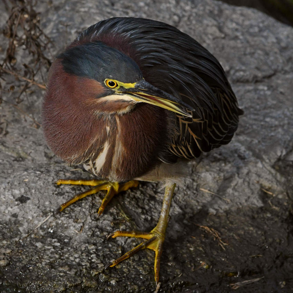 GreenHeron7.jpg