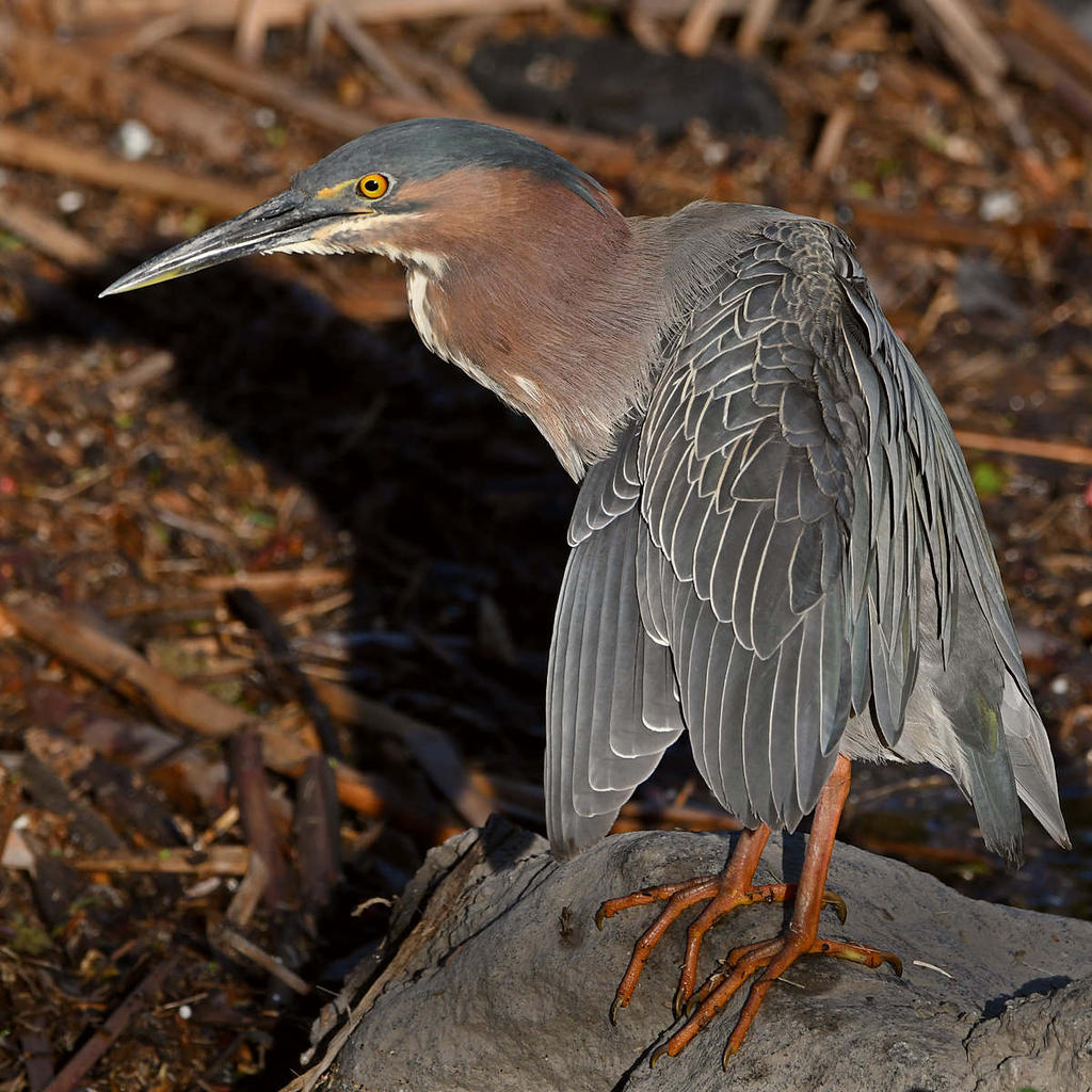 GreenHeron7.jpg