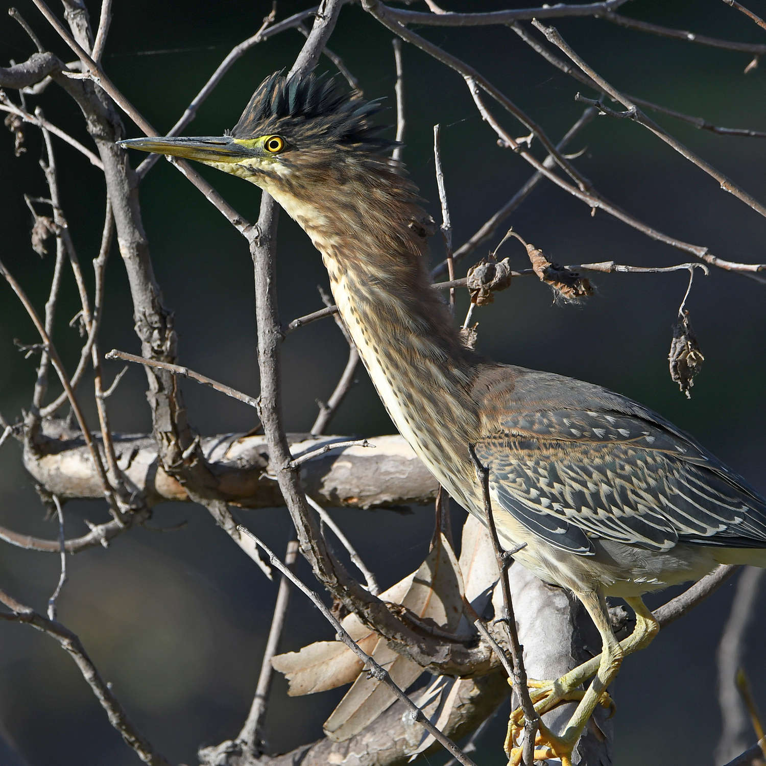 GreenHeron7.jpg