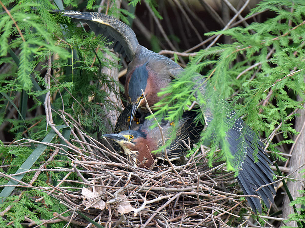 GreenHeron8.jpg