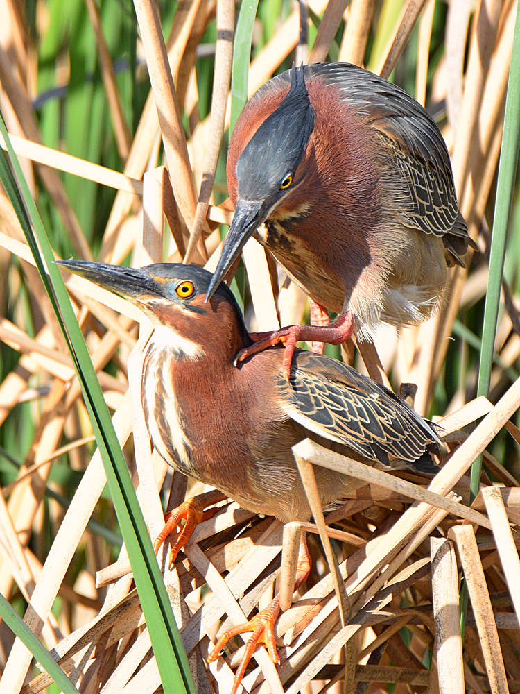 GreenHeron8.jpg