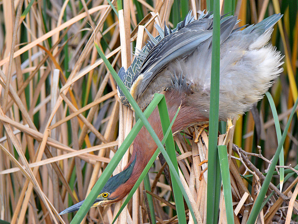GreenHeron8.jpg