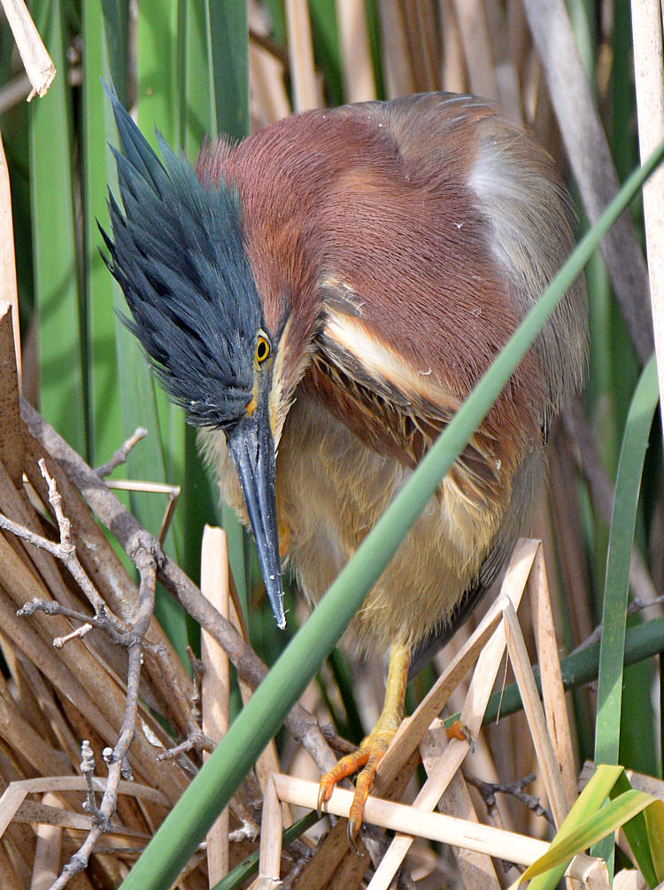 GreenHeron8.jpg