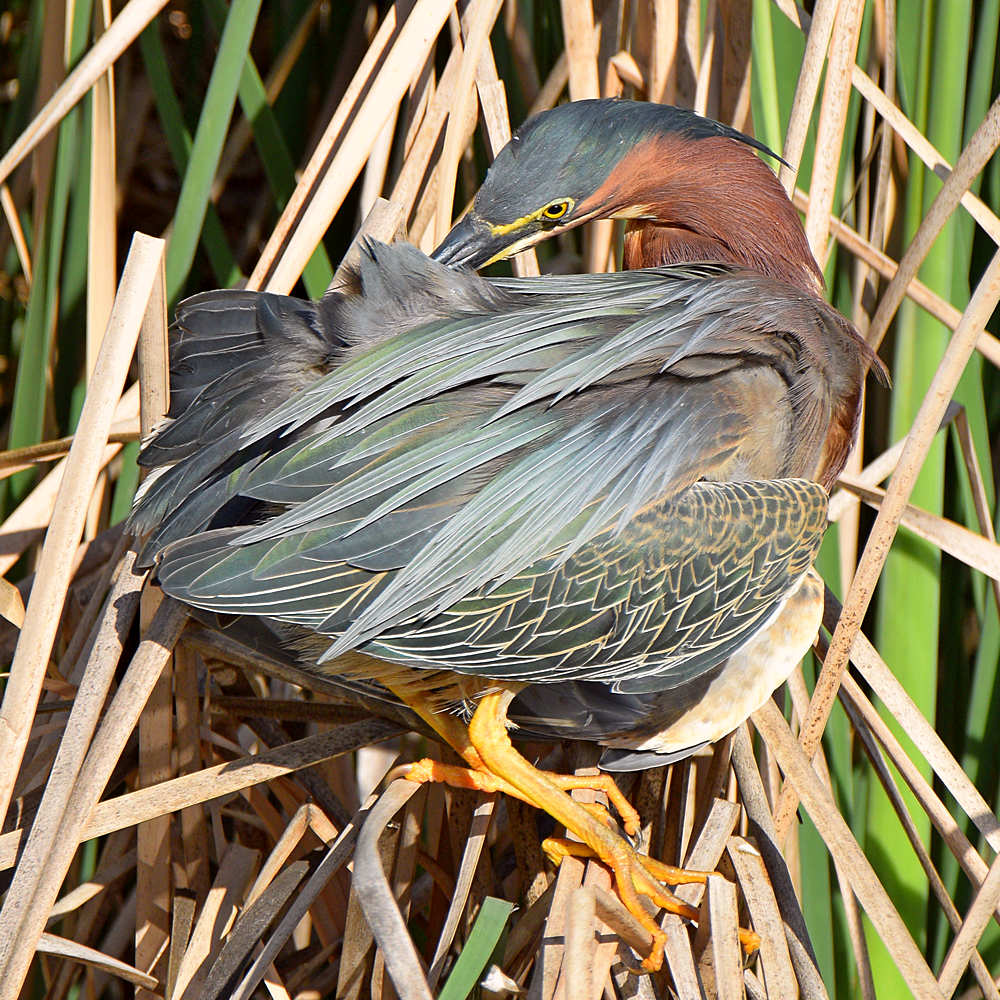 GreenHeron8.jpg