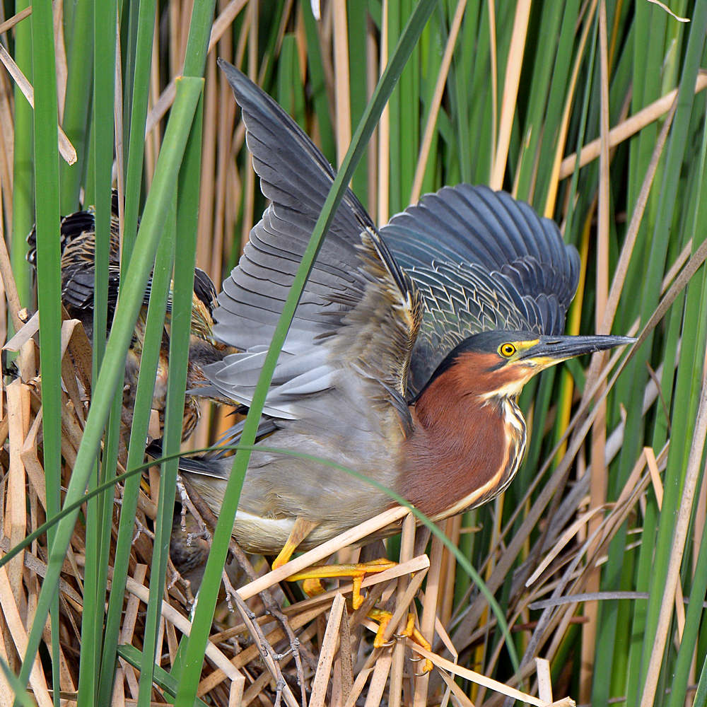 GreenHeron8.jpg