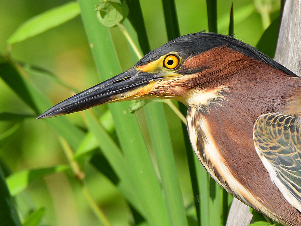 GreenHeron8.jpg
