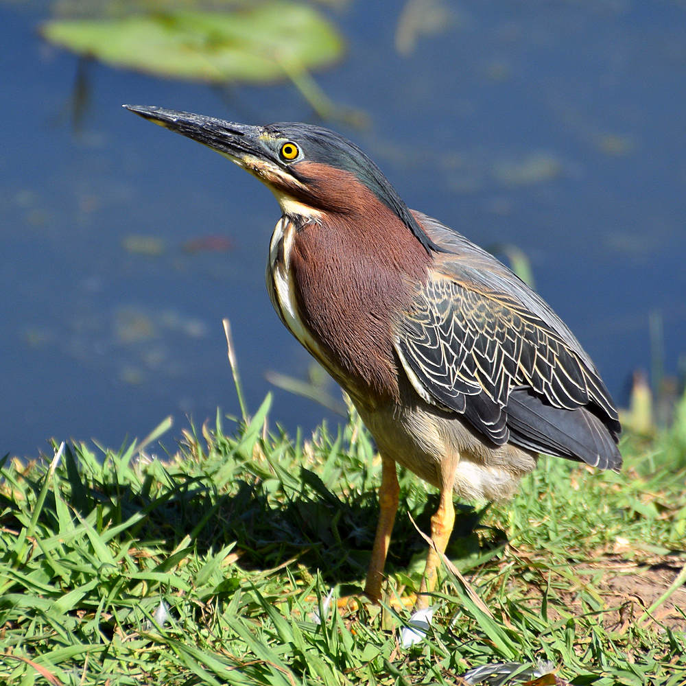 GreenHeron8.jpg