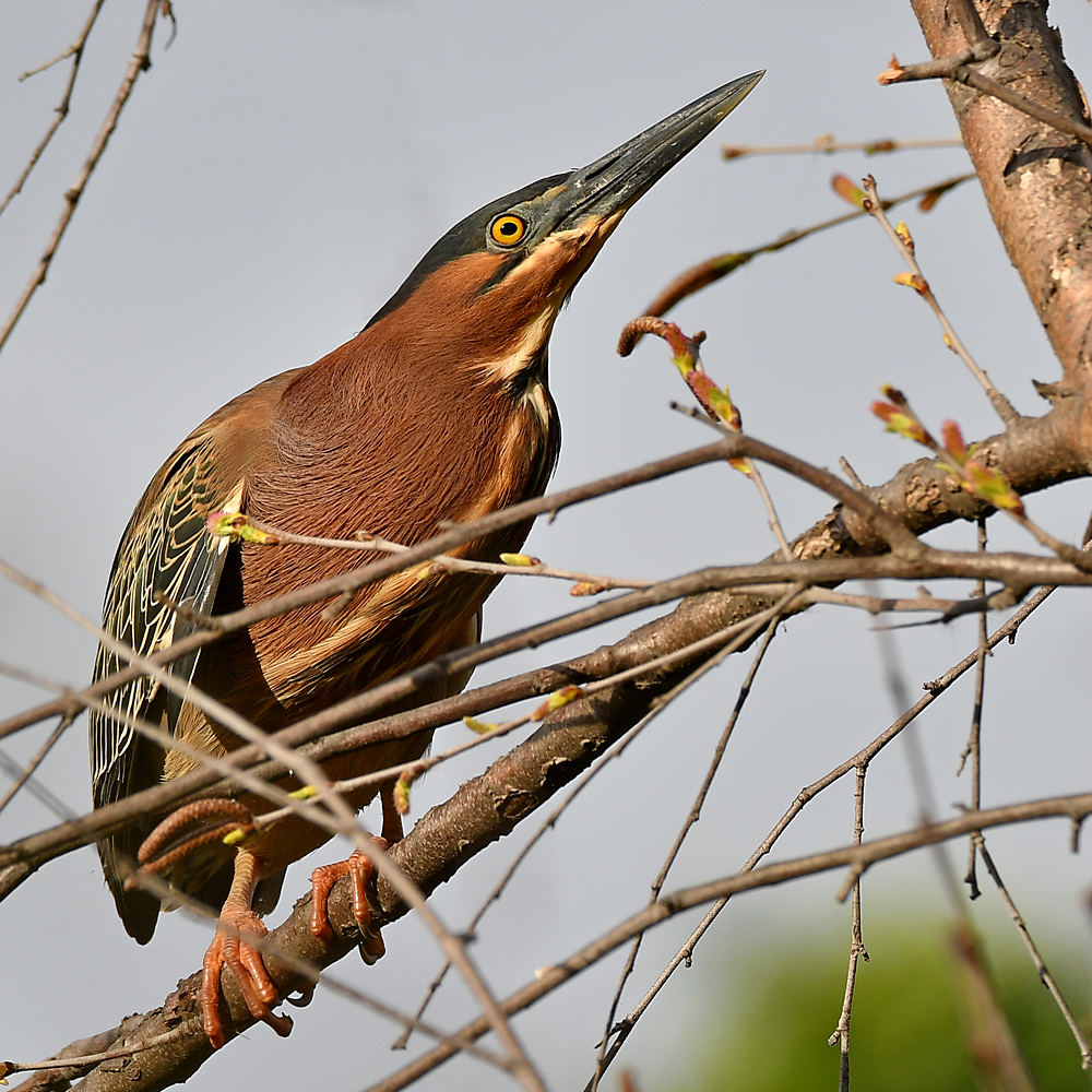 GreenHeron8.jpg