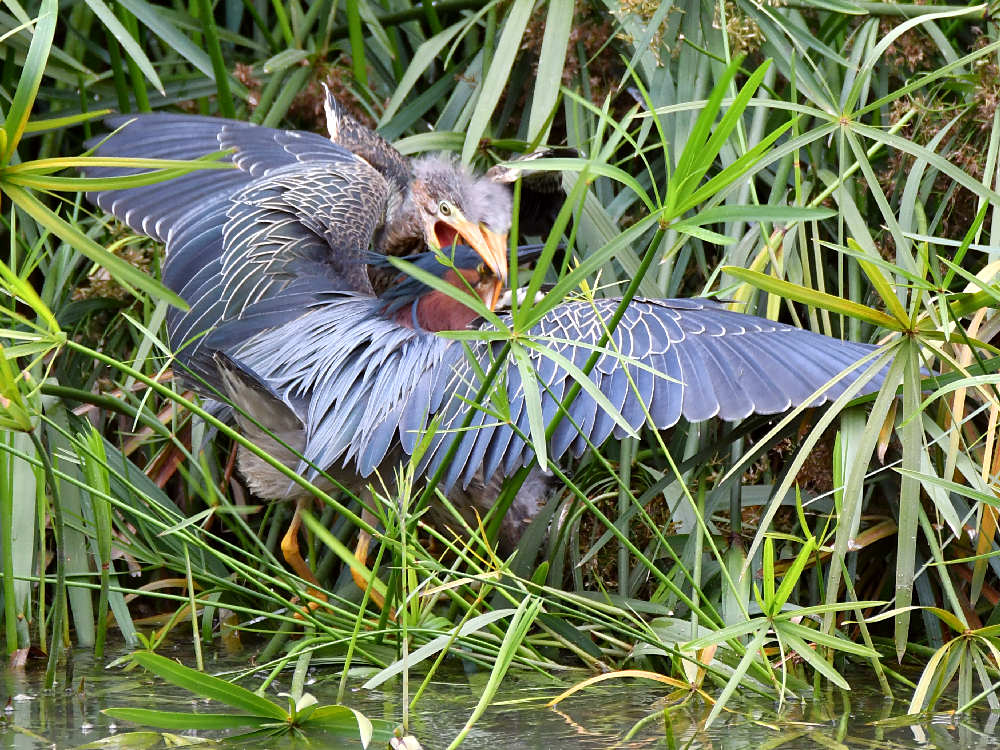 GreenHeron8.jpg