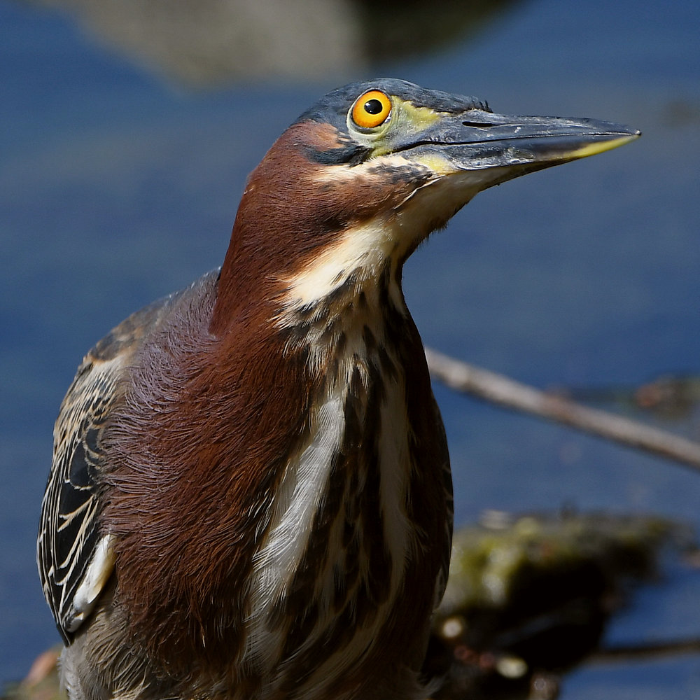 GreenHeron8.jpg