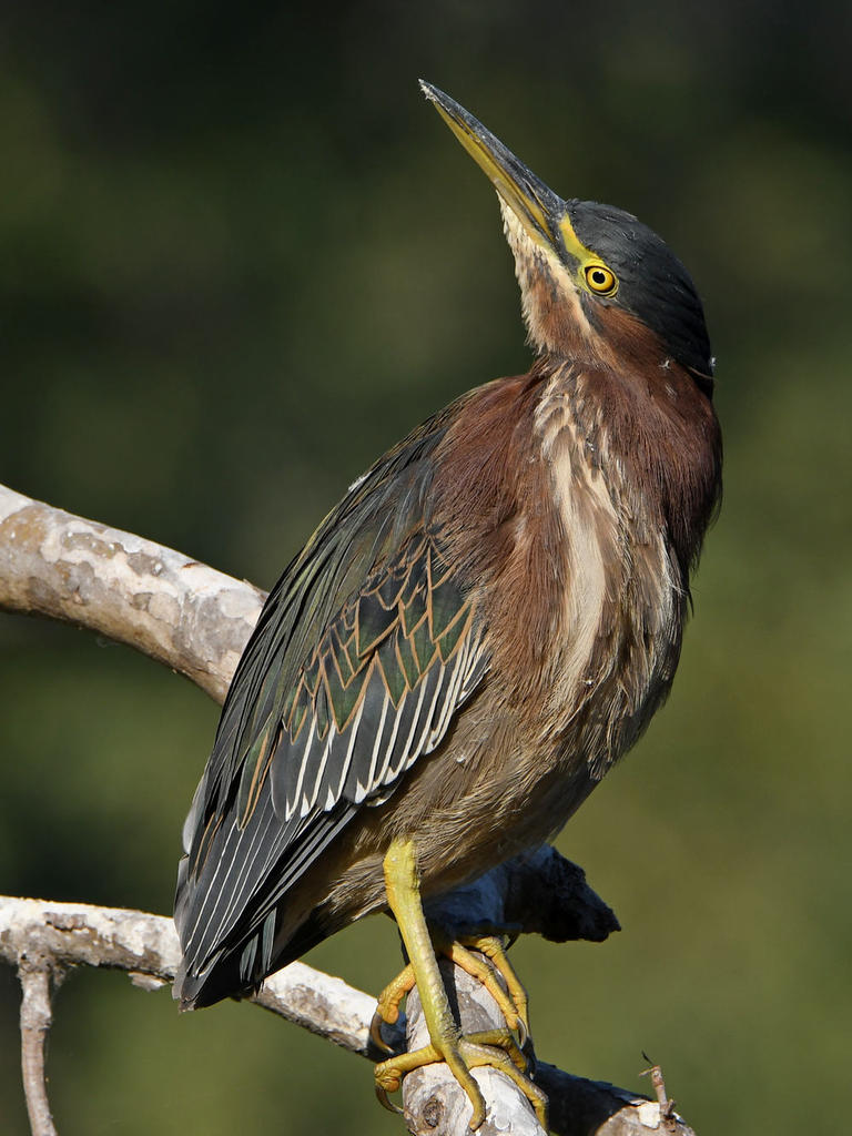 GreenHeron8.jpg