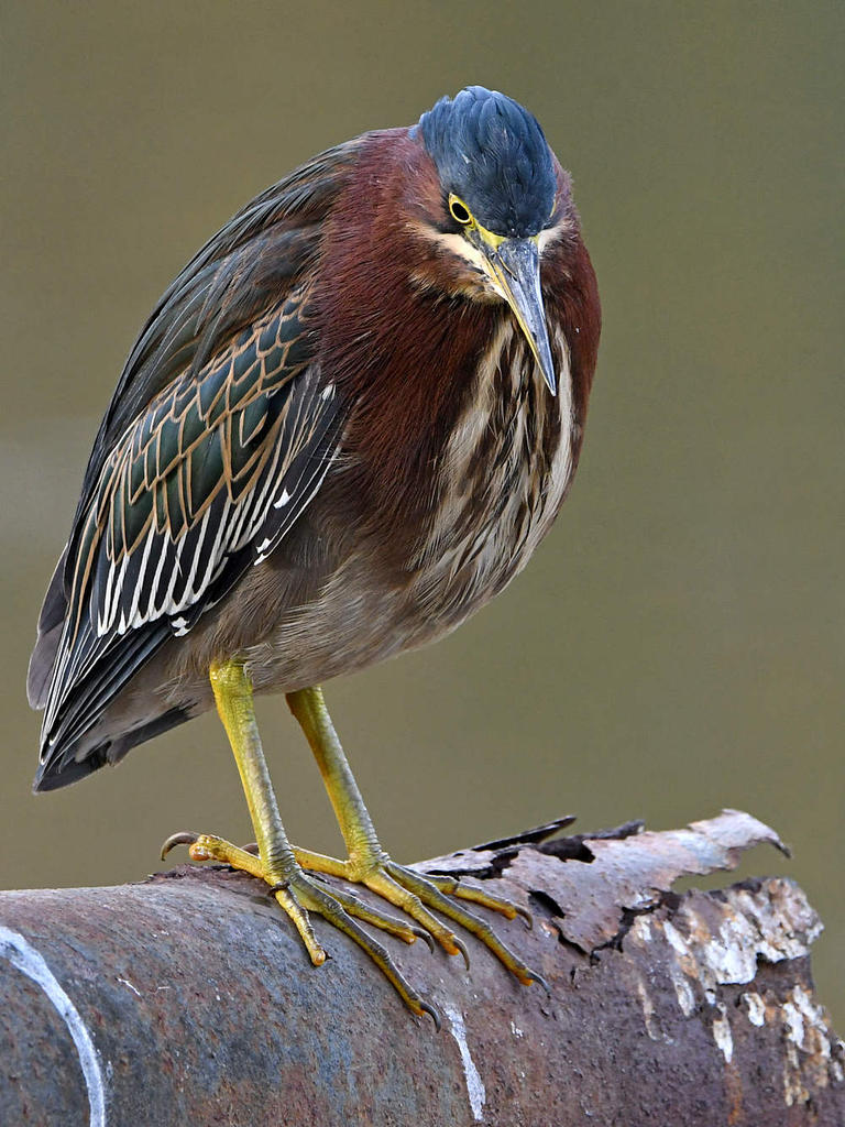 GreenHeron8.jpg