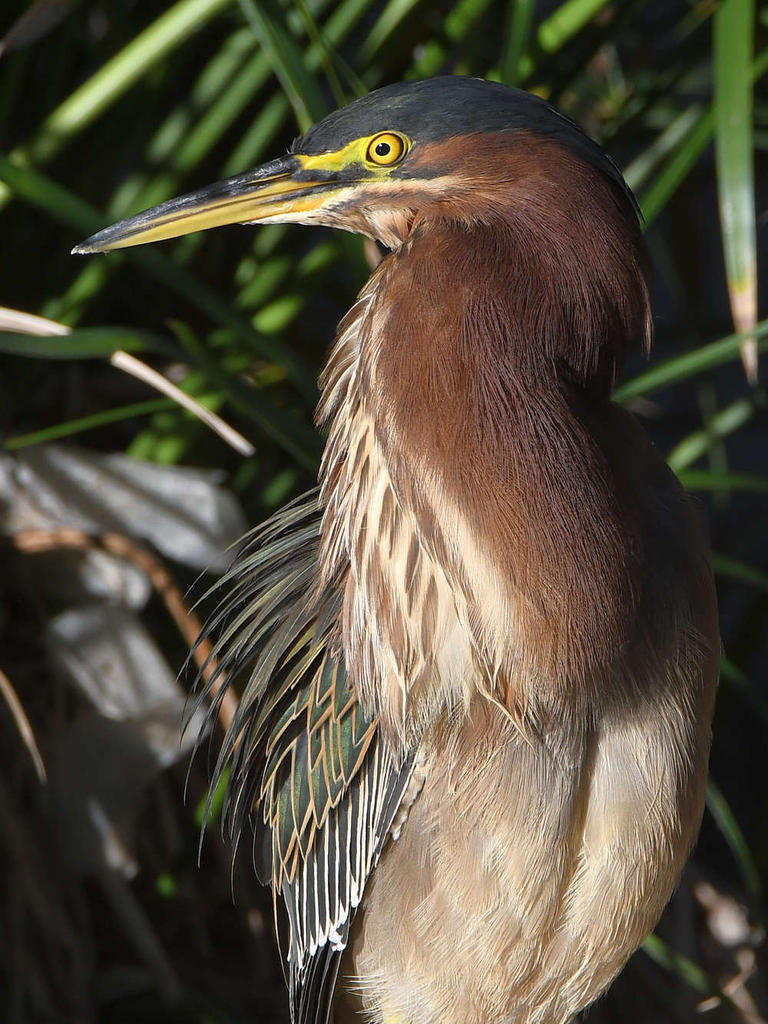 GreenHeron8.jpg