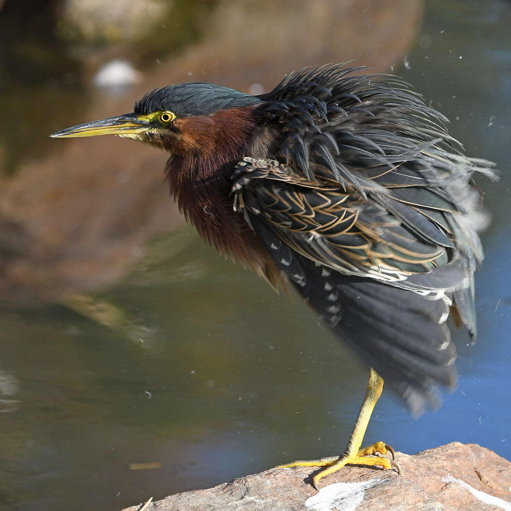 GreenHeron8.jpg