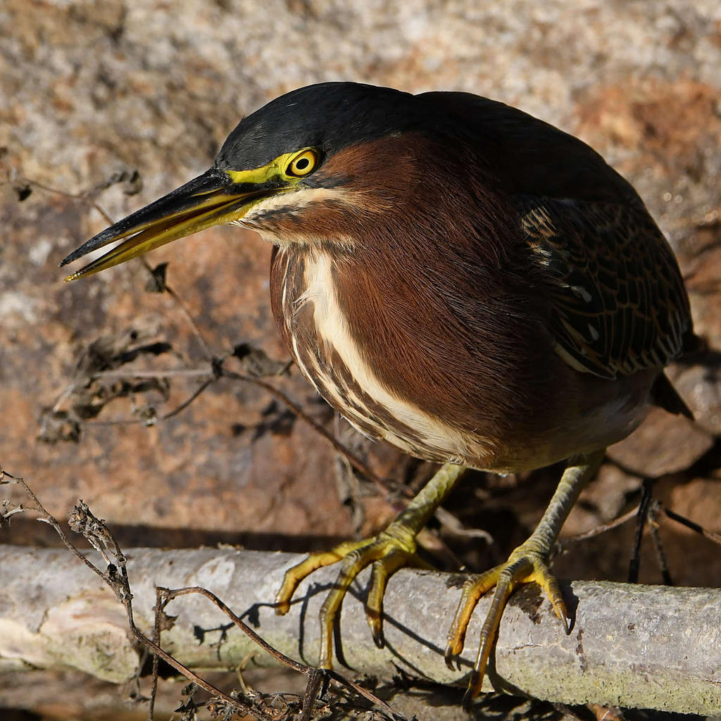 GreenHeron8.jpg