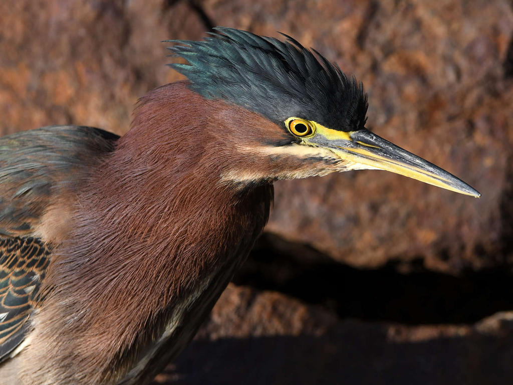 GreenHeron8.jpg