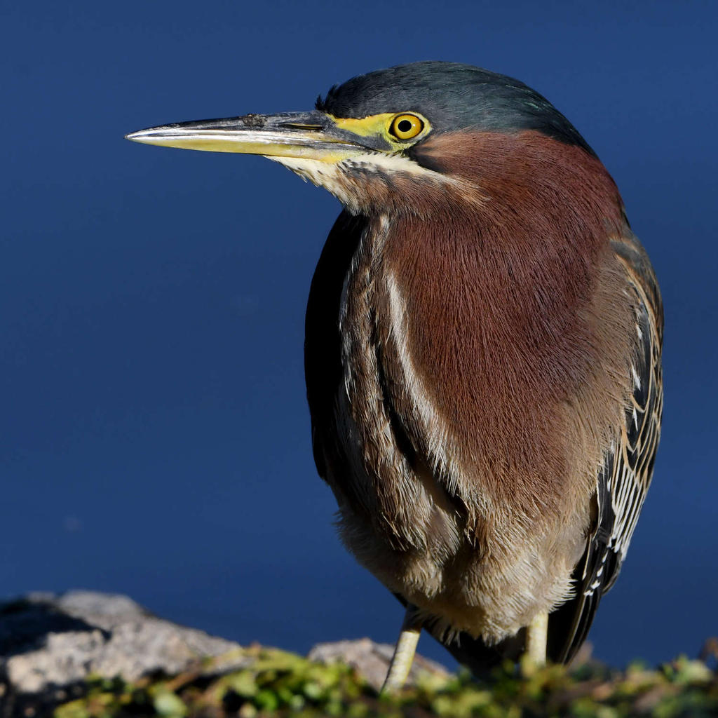 GreenHeron8.jpg