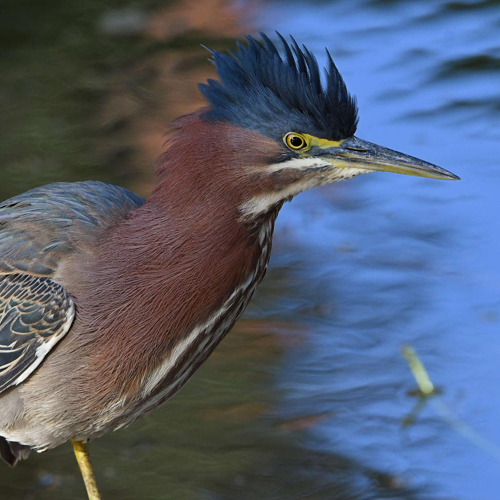 GreenHeron8.jpg