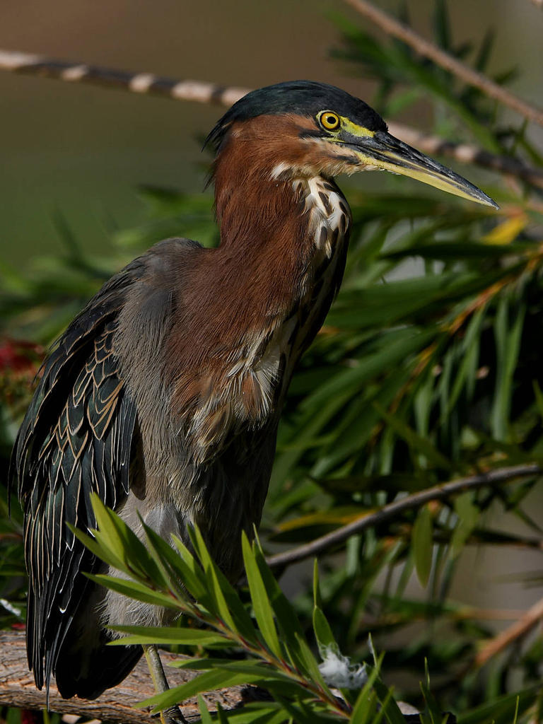 GreenHeron8.jpg