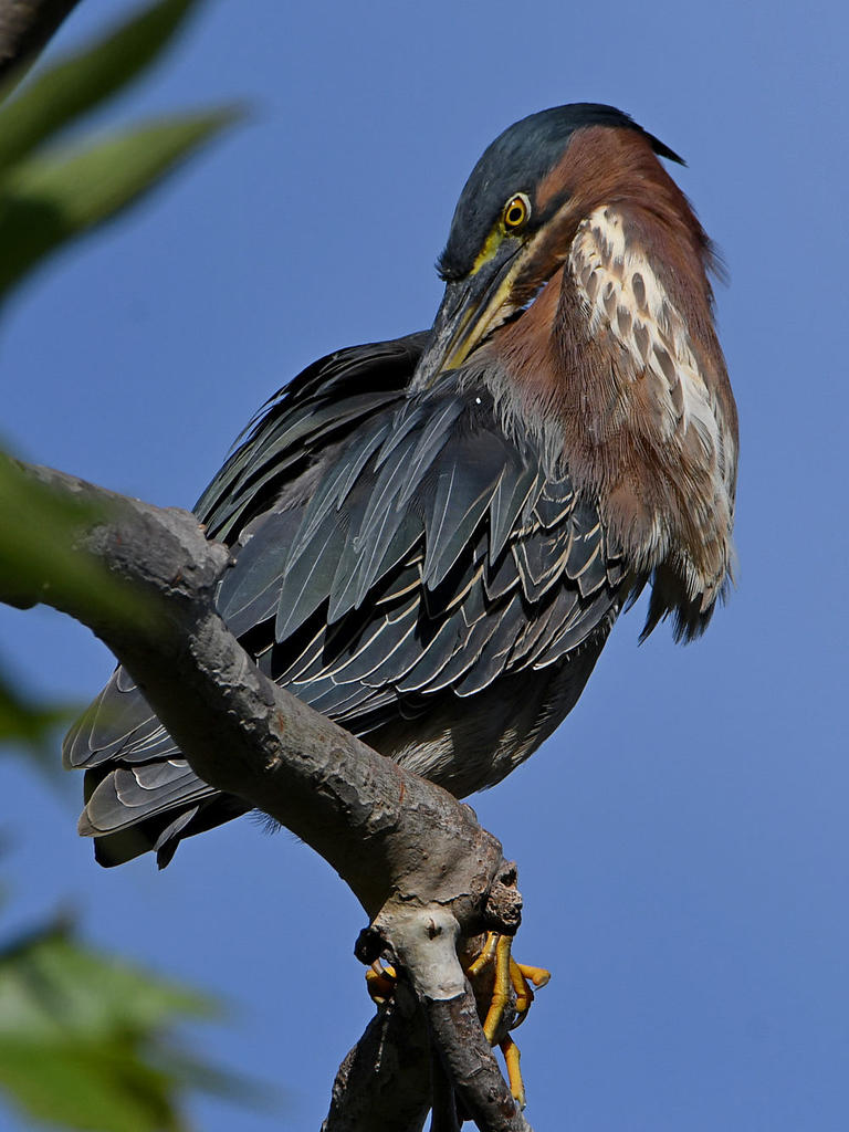 GreenHeron8.jpg