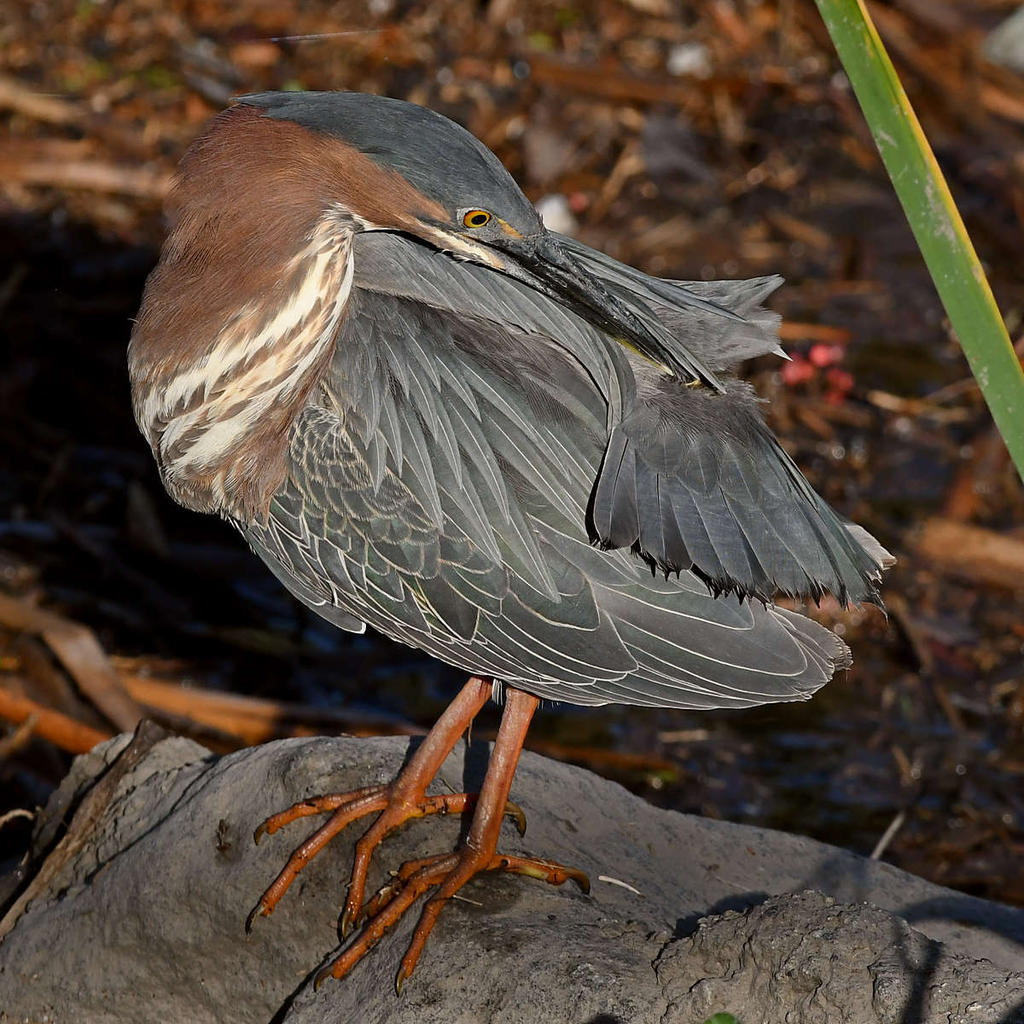 GreenHeron8.jpg