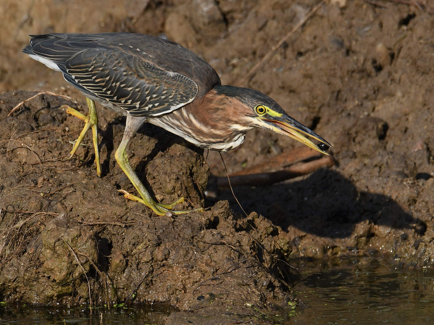 GreenHeron8.jpg
