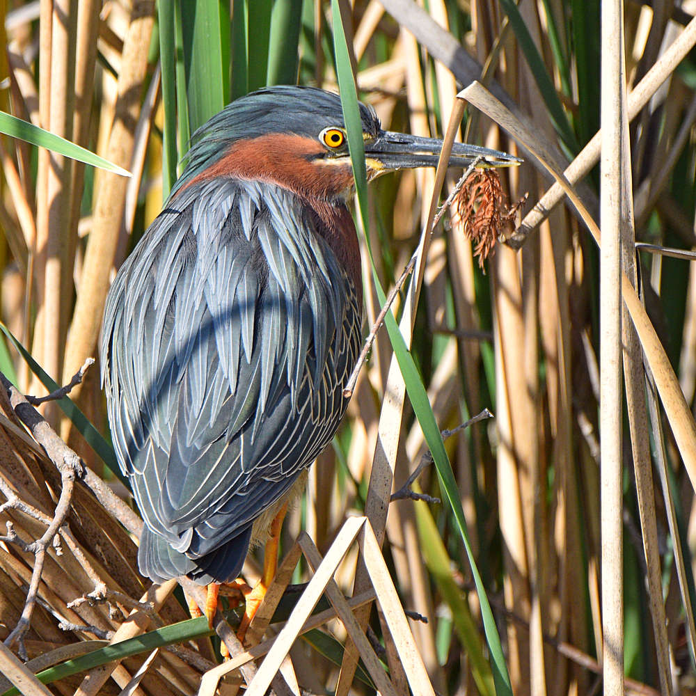 GreenHeron9.jpg